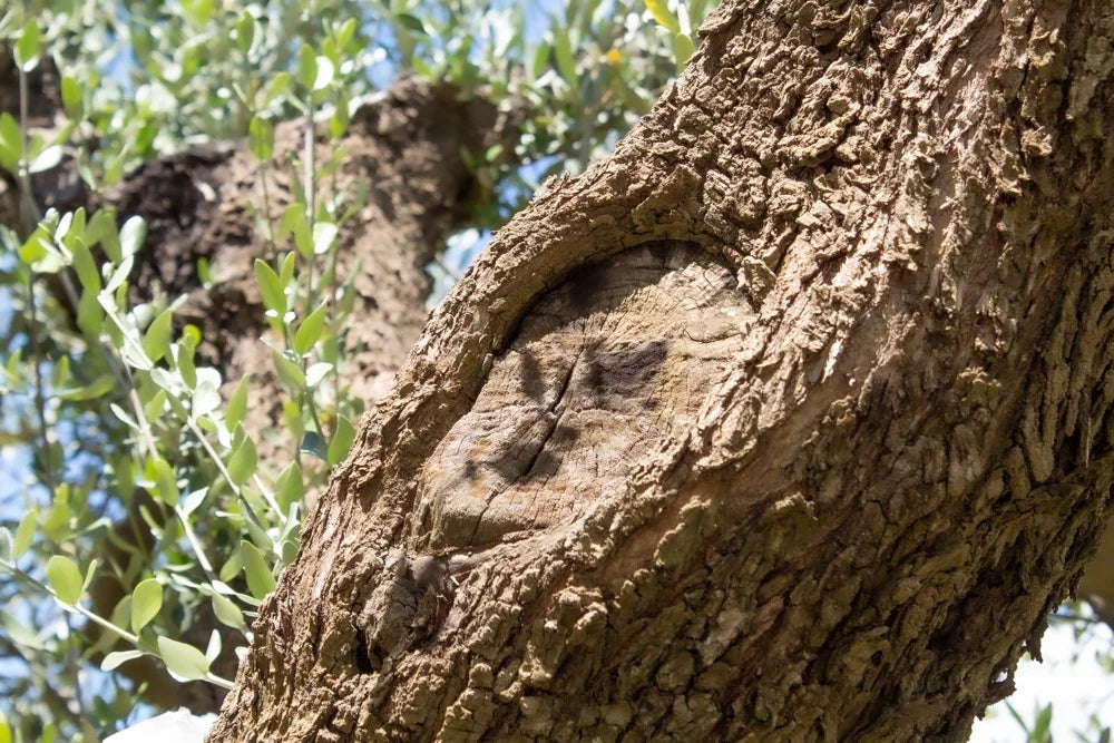 Boniviri Olio zero emissioni