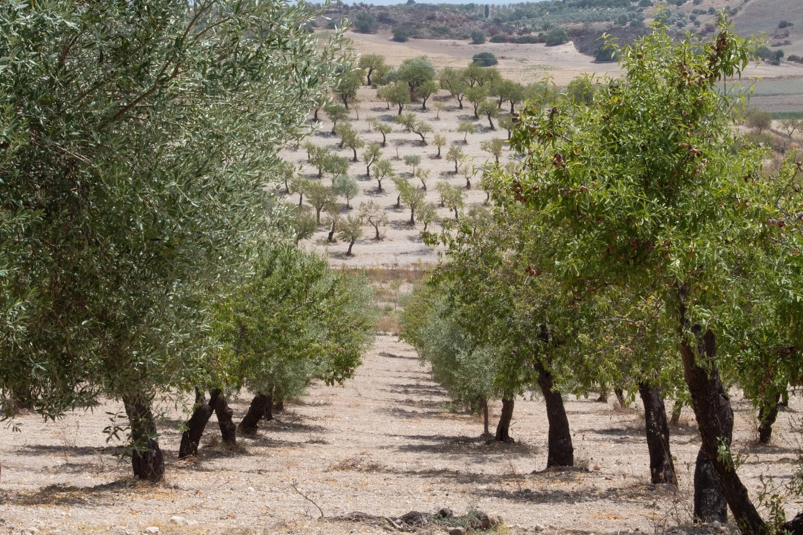 La mandorla Pizzuta di Avola