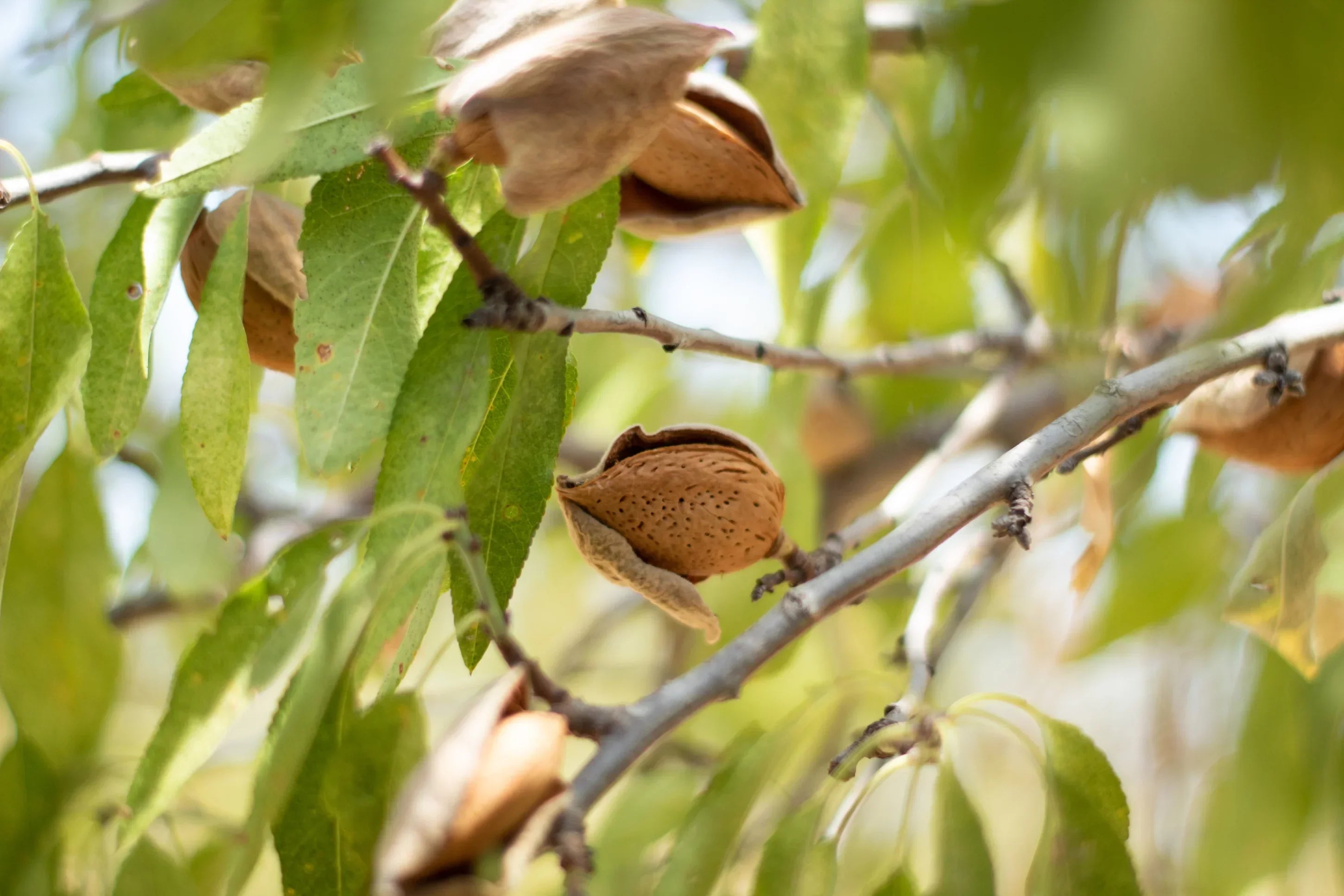 Mandorle Italiane Boniviri