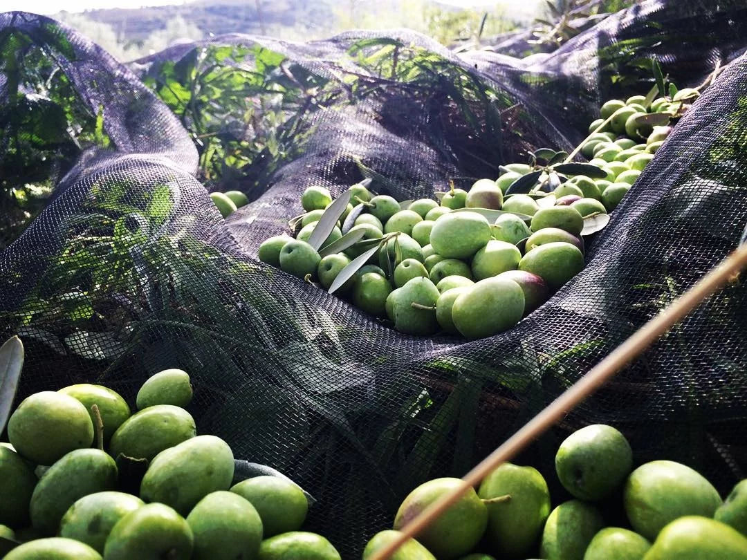 Boniviri Carbon Neutral