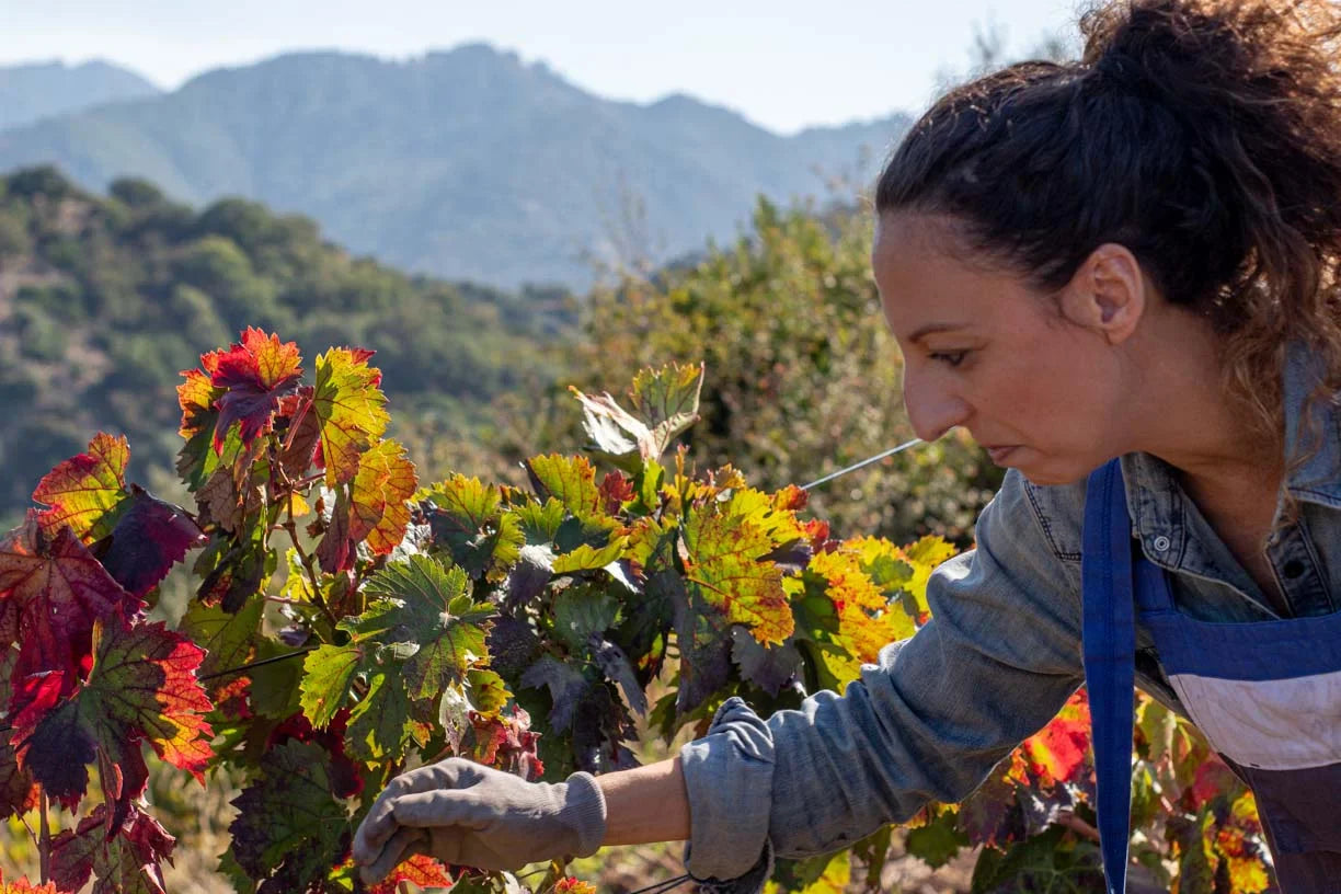 Ad Agosto, in Sicilia, è tempo di raccolta