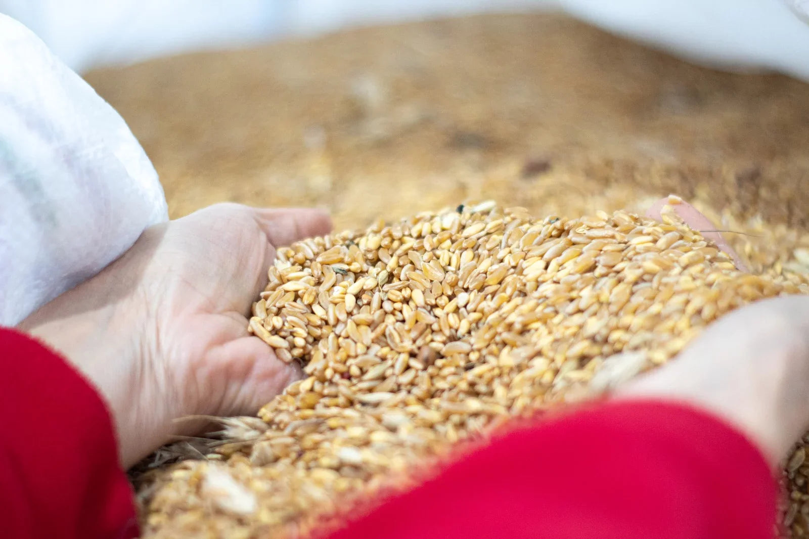 Grani antichi perciasacchi sicilia boniviri