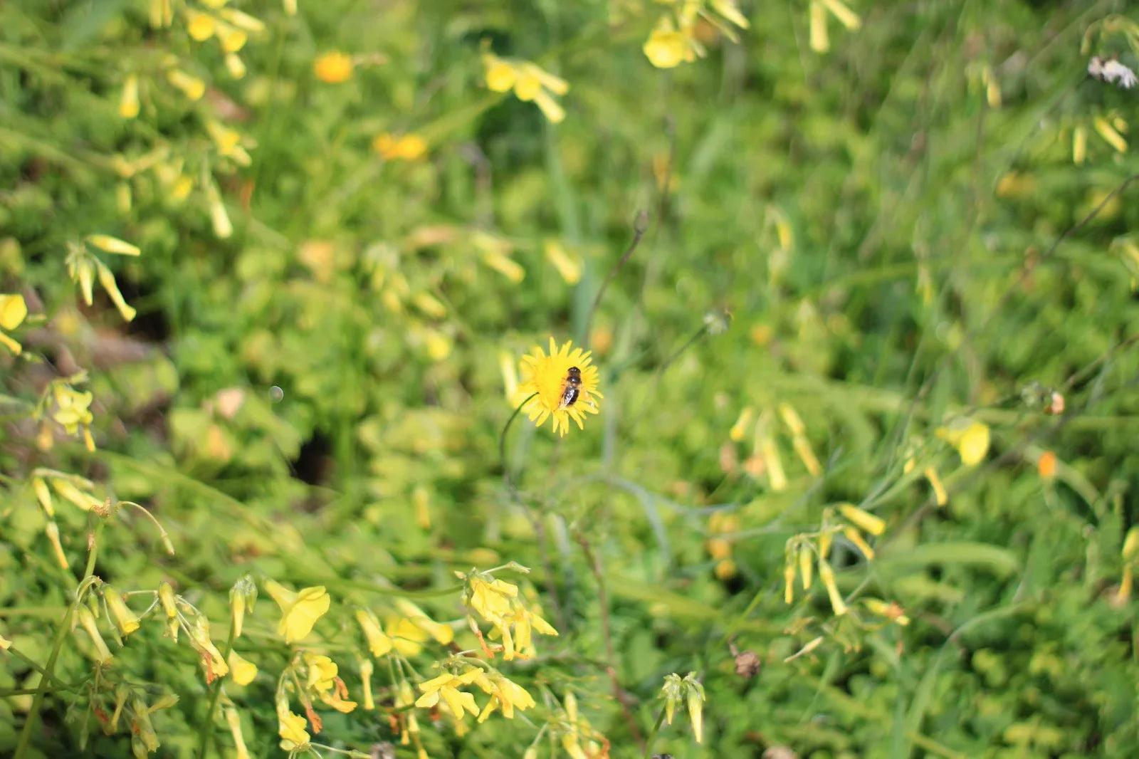 Il ronzio del miele: storia di Rosario apicoltore Boniviri