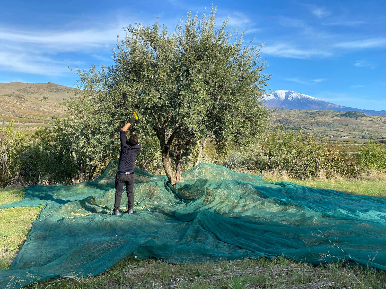 Monocultivar Ogliarola Messinese - Olio EVO Bio Siciliano