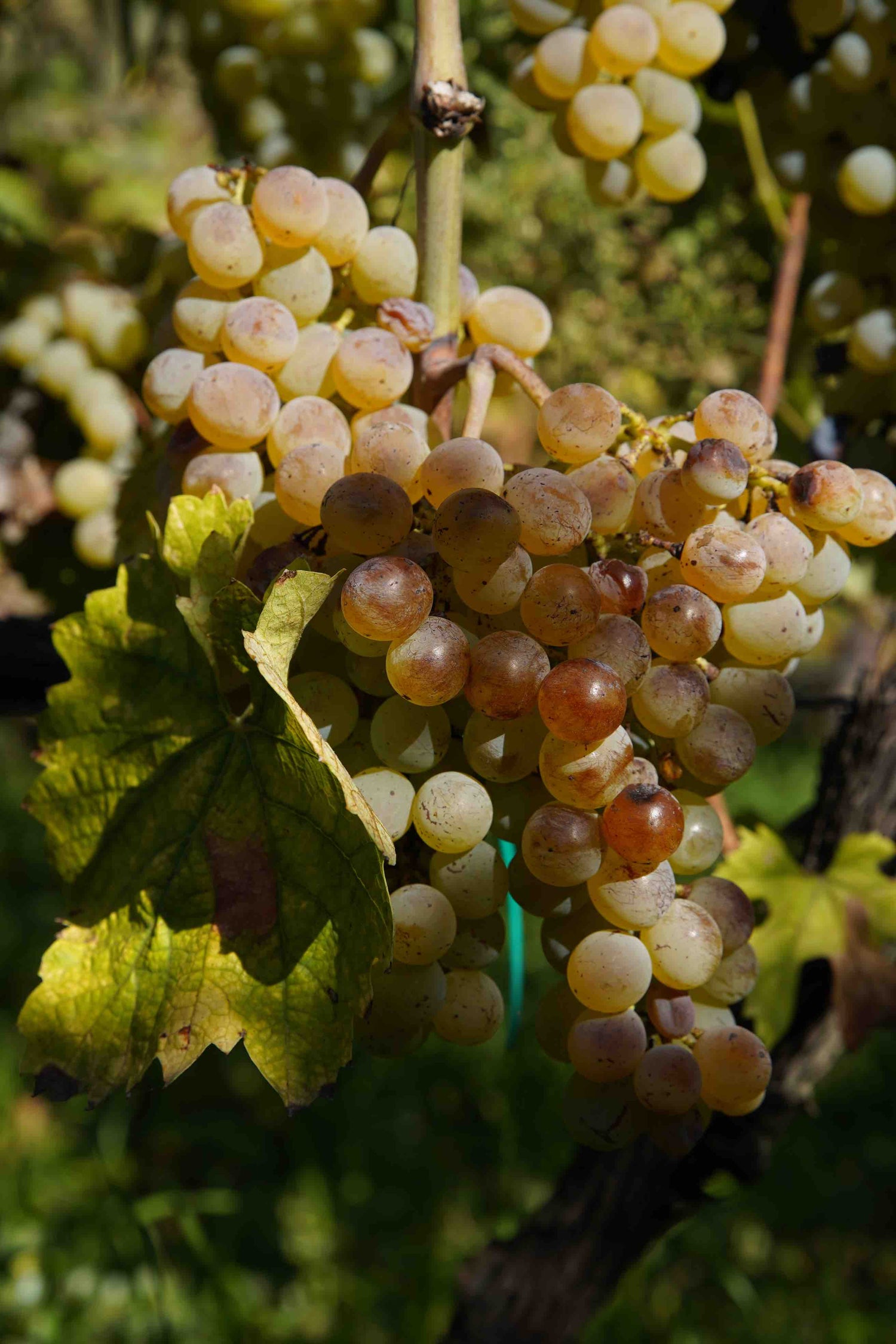 Box Wine Lovers - Sicilian Wine Tasting