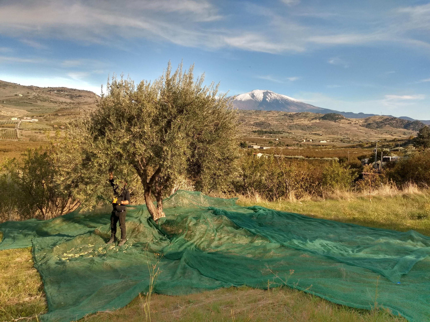 Olio d'Oliva "Garbato" - 100% EVO Bio Italiano