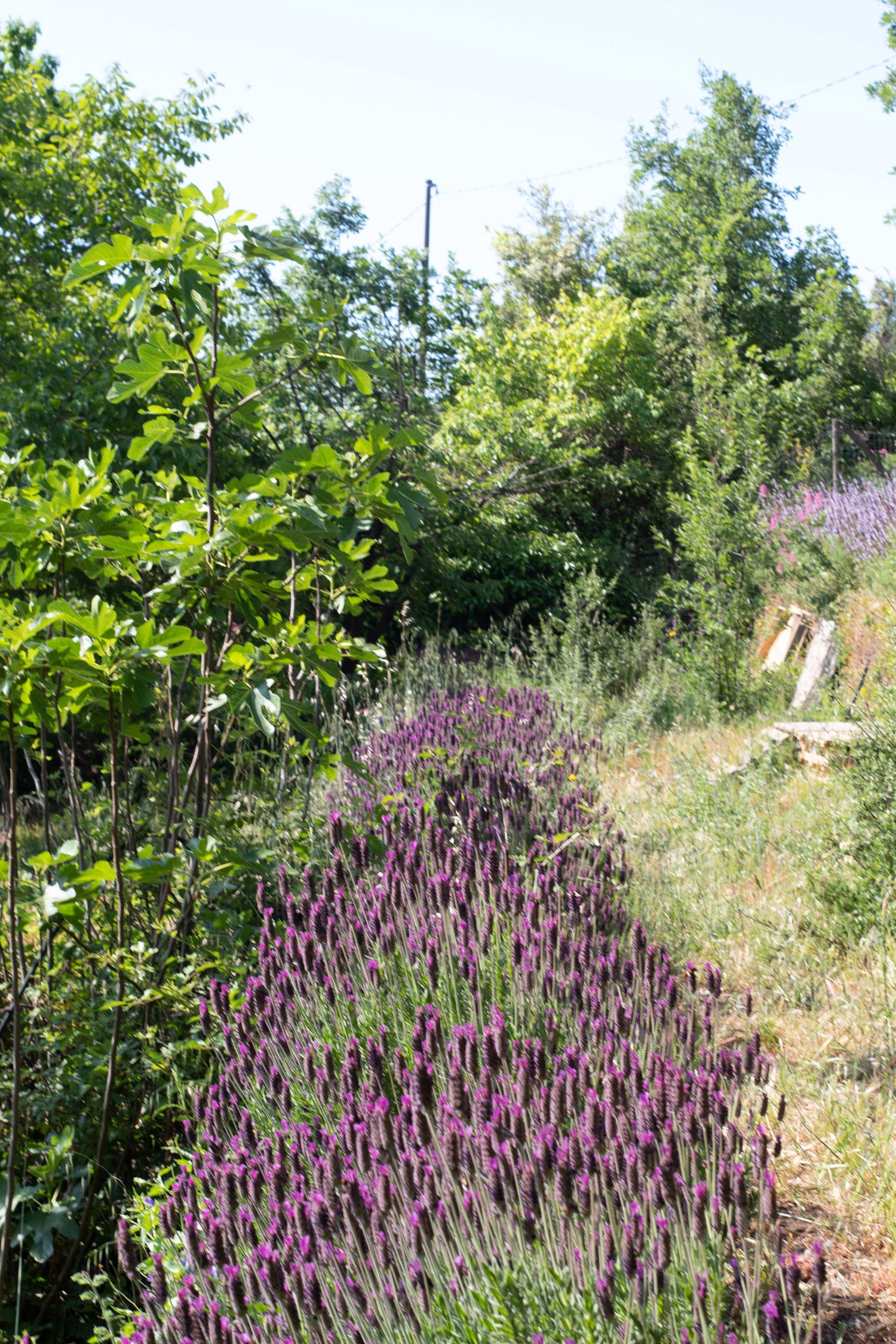 Lavanda dell'Etna