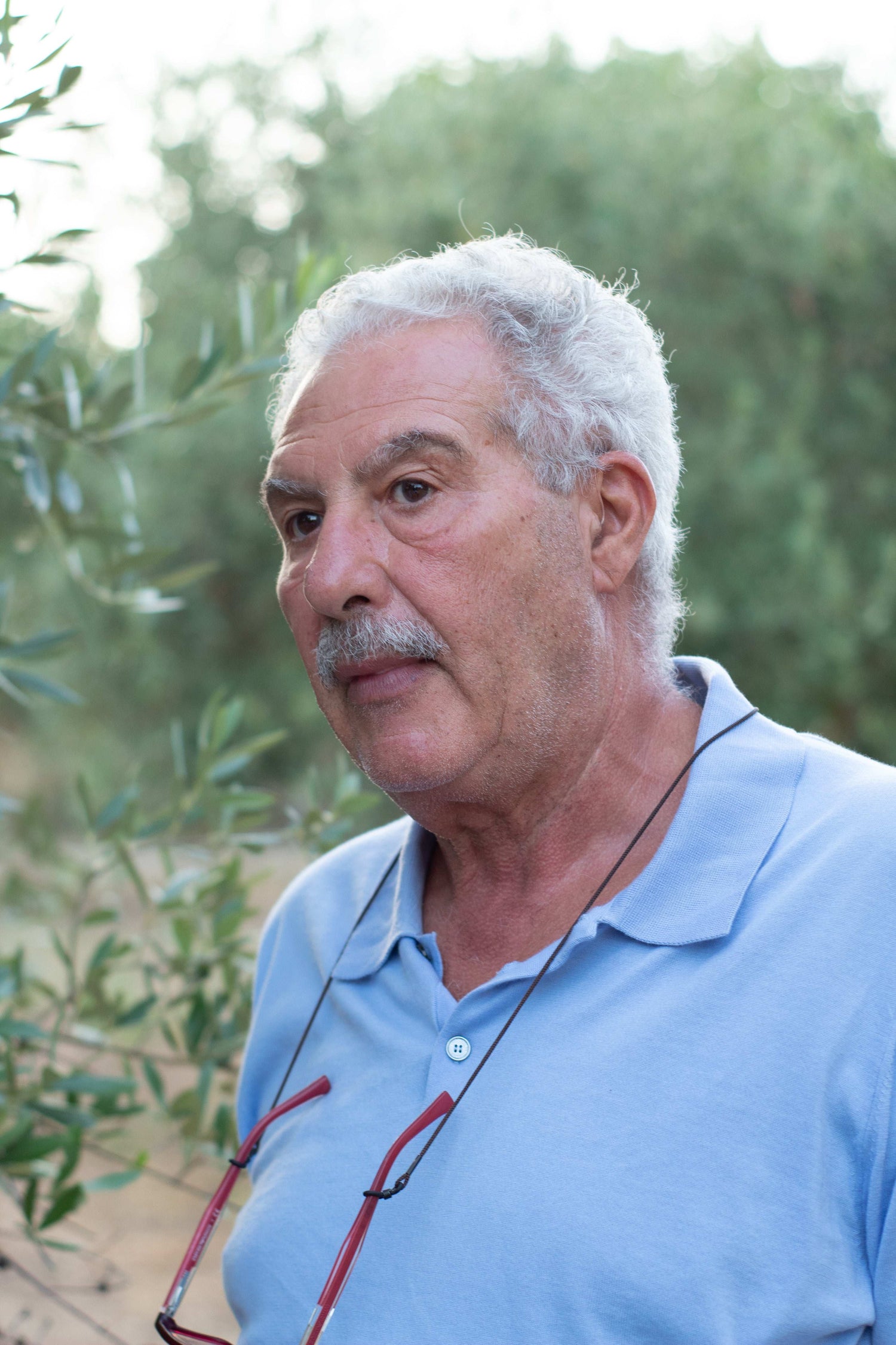 Olio d'Oliva "il Saggio" - 100% EVO Bio Italiano