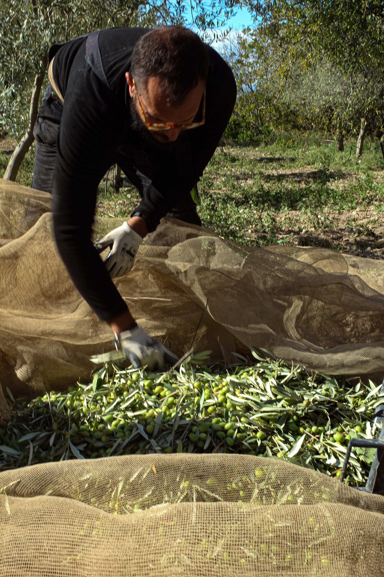Monocultivar Tonda Iblea - Olio EVO Bio Siciliano