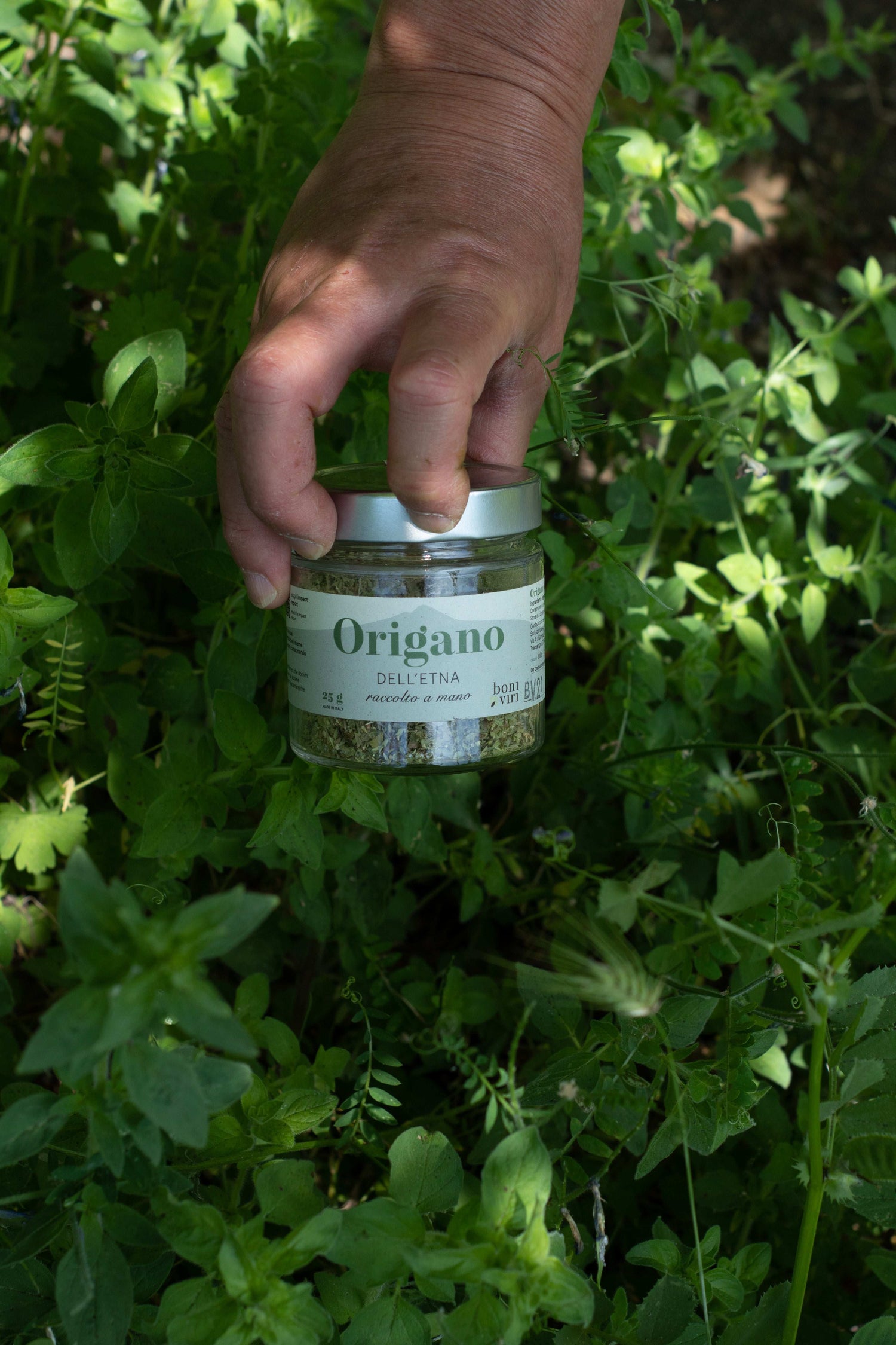 Origano dell'Etna