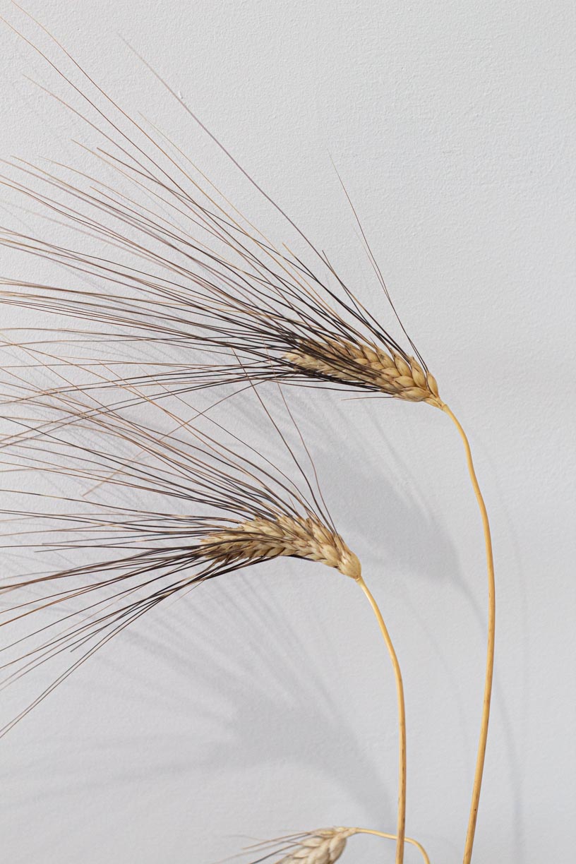 Busiate Trapanesi Perciasacchi Organic