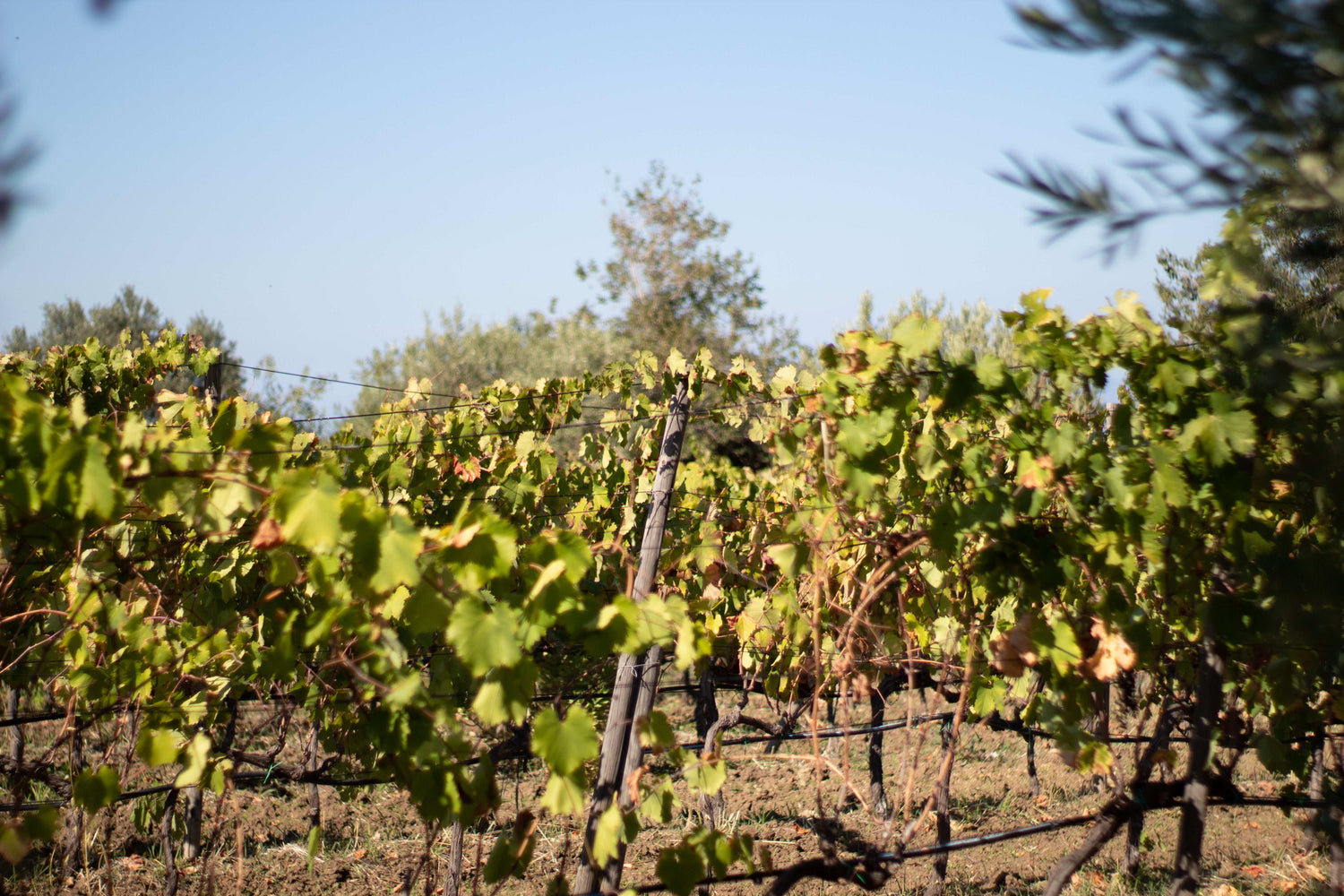 Vino Rosso Siciliano Mamertino D.O.C. Riserva Bio