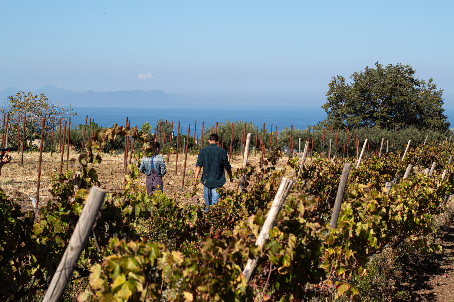 Oil & Wine - Boniviri Collection