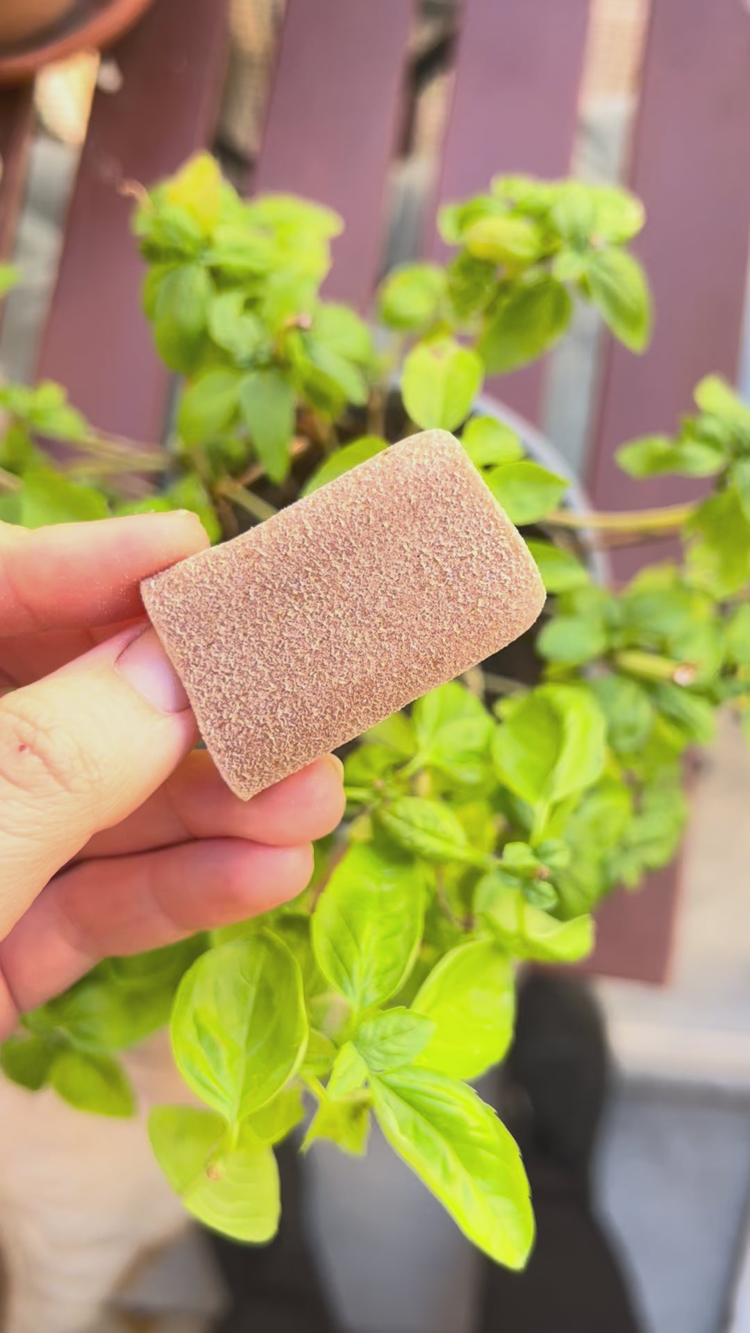 Biographie de Reginette Corte Perciasacchi