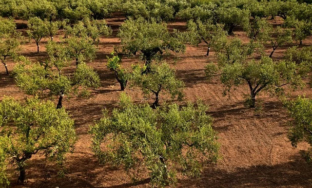 Agricoltura 4.0