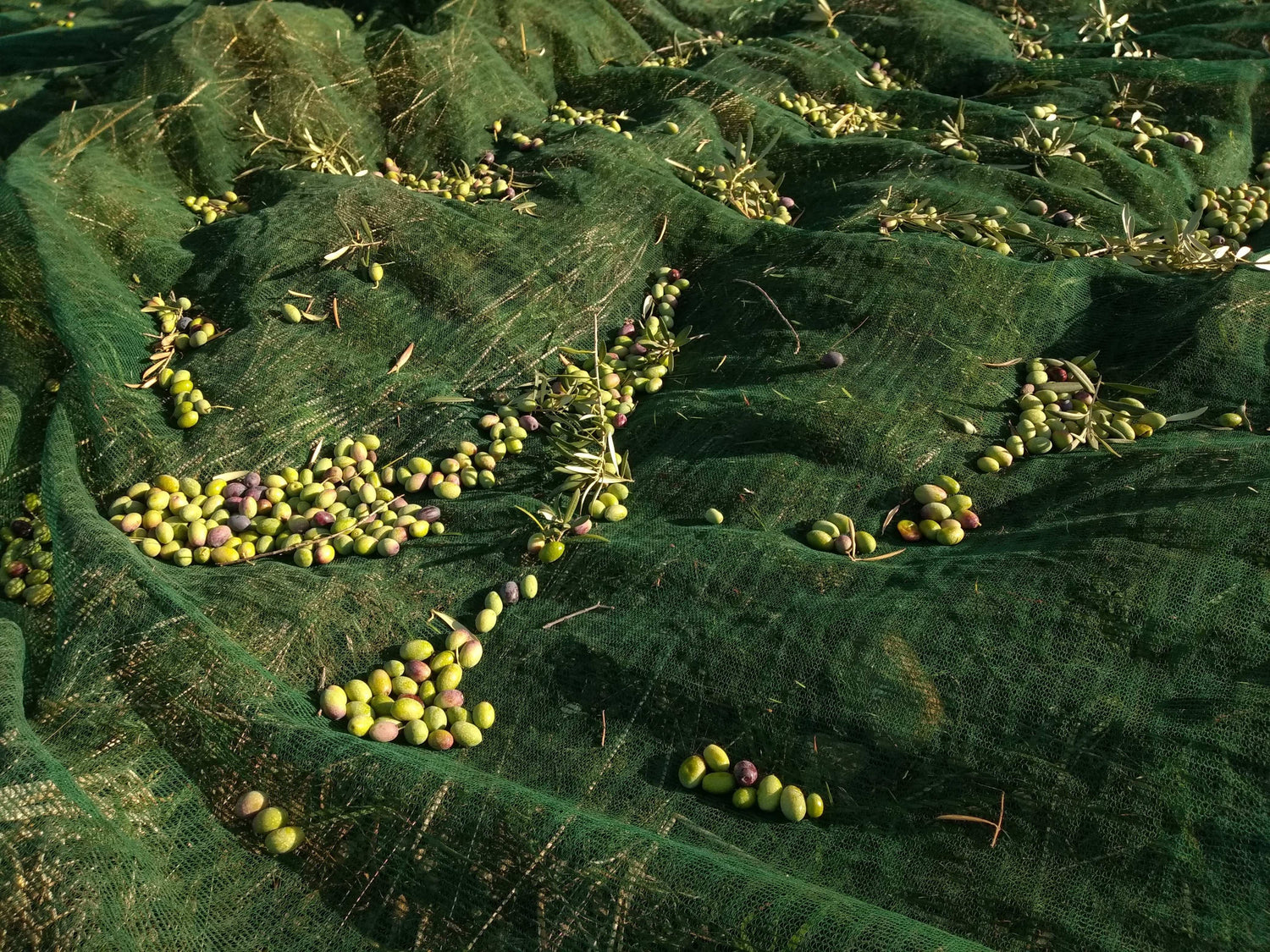 Monocultivar Ogliarola Messinese - Olio EVO Bio Siciliano