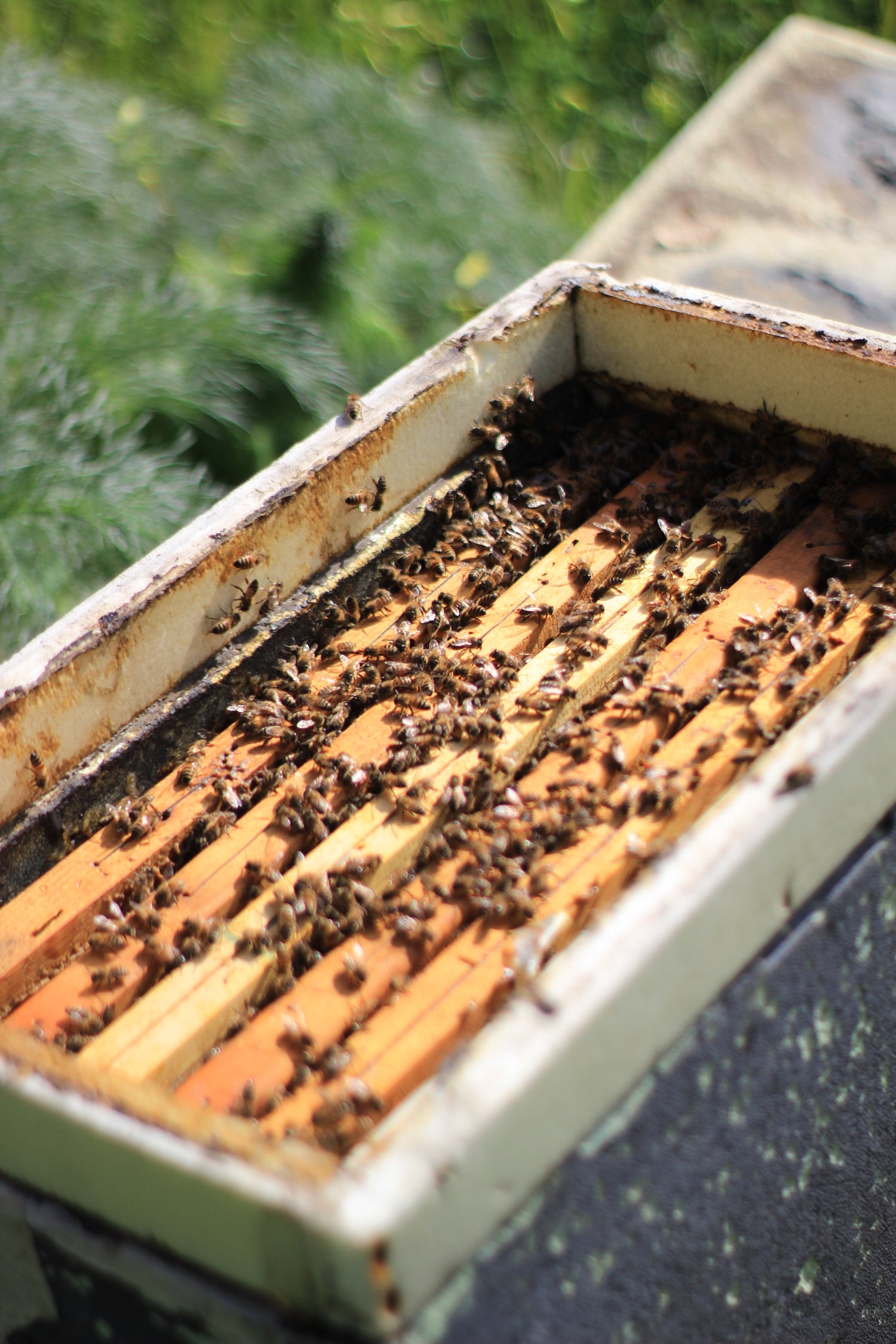 Tris di Miele Bio Siciliano - Bestseller