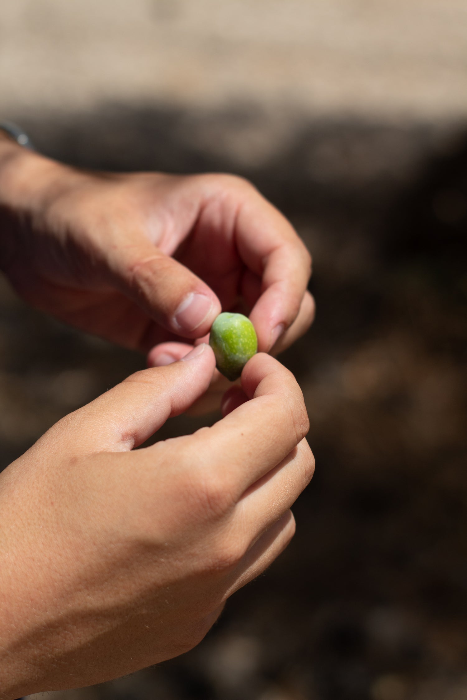 Olio extra vergine di oliva biologico 100 ml - da viaggio / bomboniera