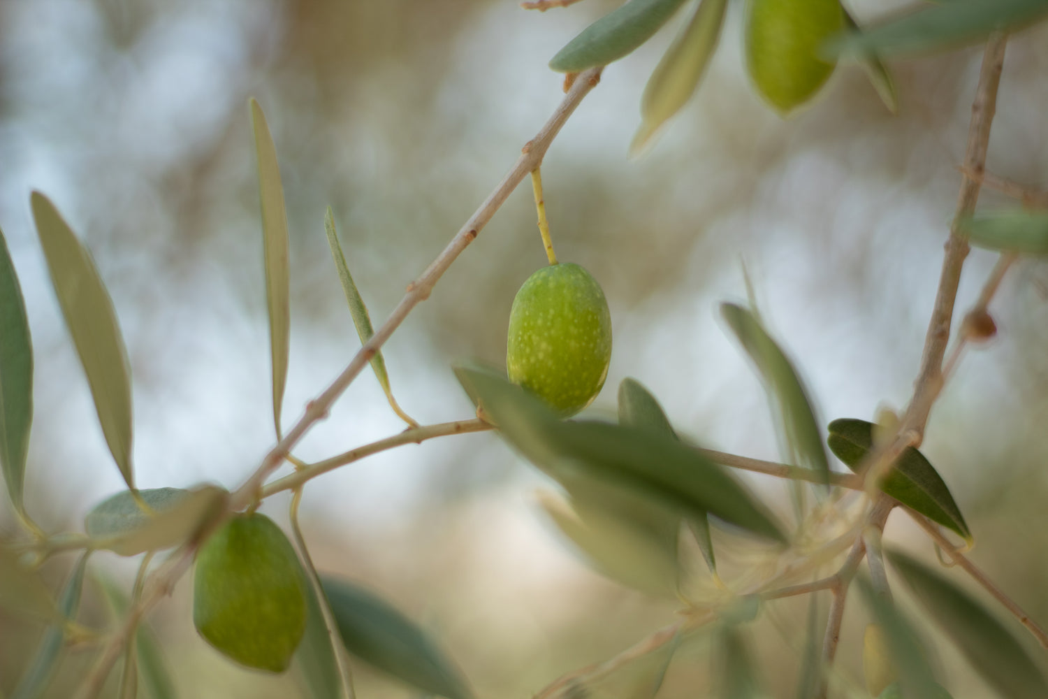 Olio extra vergine di oliva biologico 100 ml - da viaggio / bomboniera