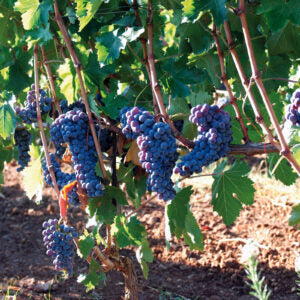 Frappato Vino Rosso Siciliano Bio