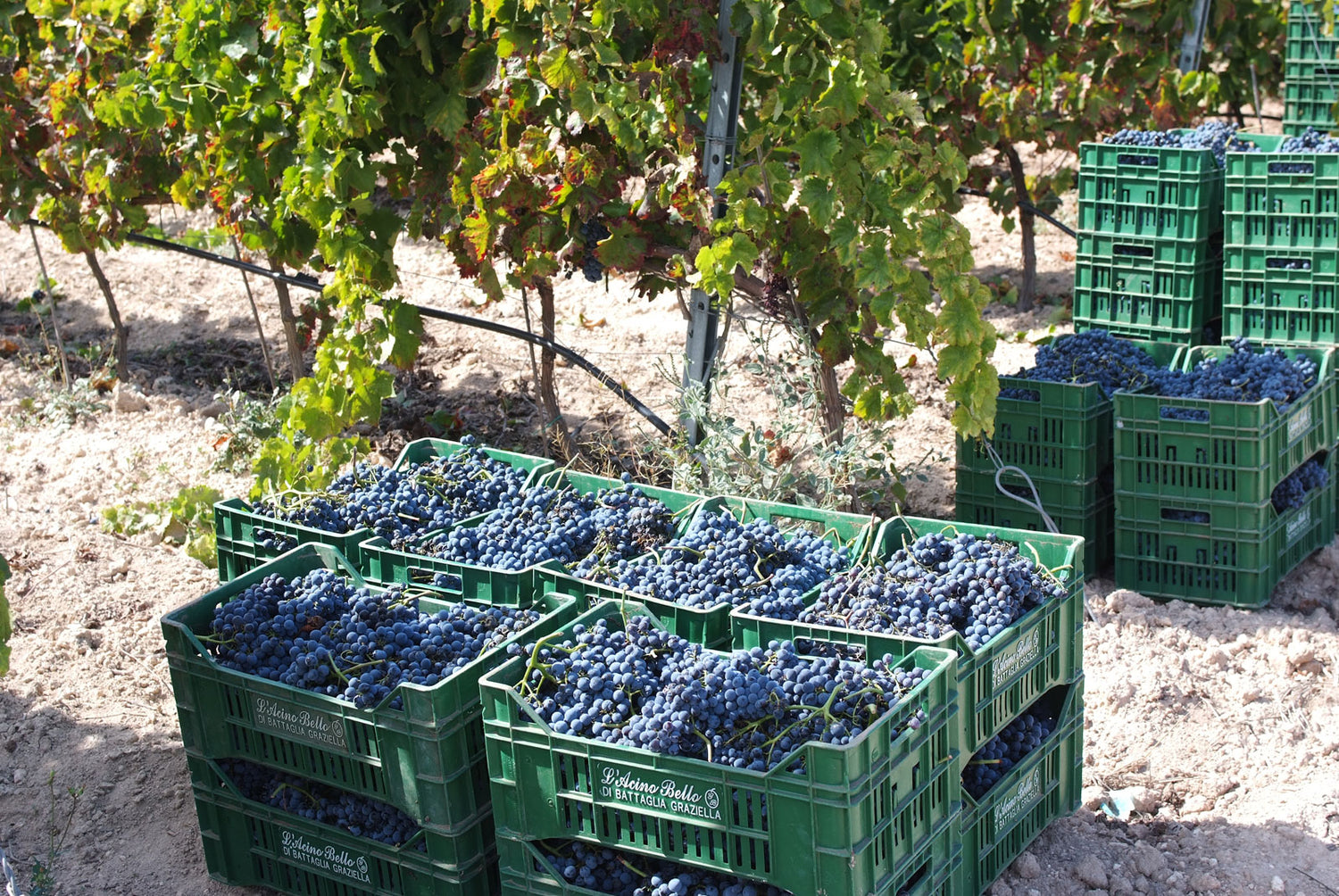 Brut Blanc Spumante Bianco Metodo Martinotti Gurrieri