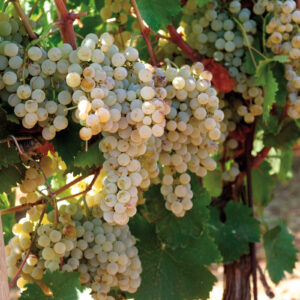 Moscato Secco Vino Bianco Siciliano  Gurrieri
