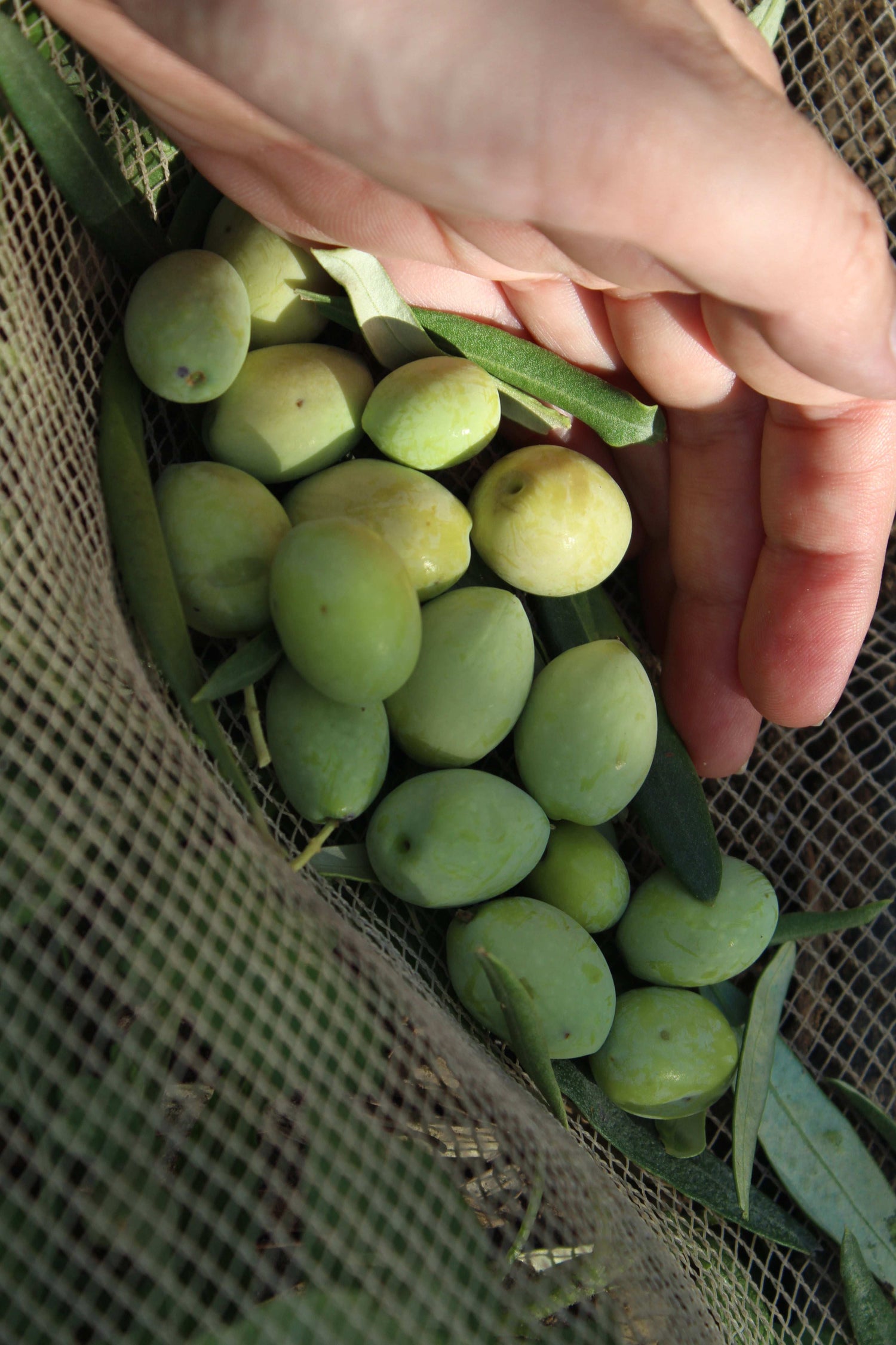 Monocultivar Tonda Iblea - Olio EVO Bio Siciliano