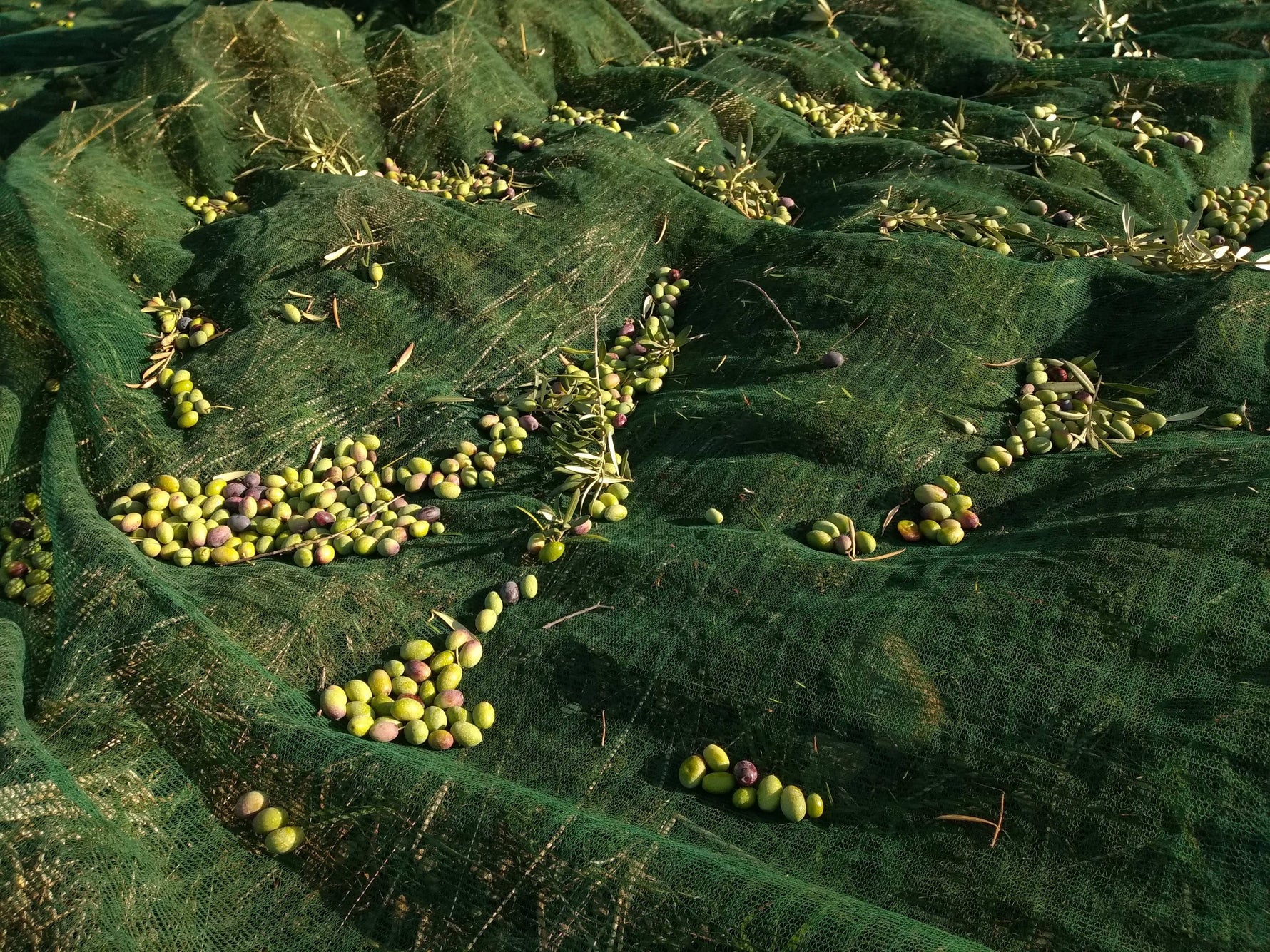 Monocultivar Nocellara dell'Etna - Olio Evo Bio Siciliano