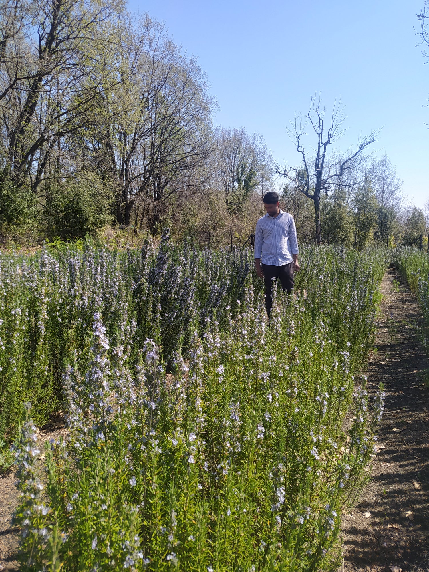 Mélange d'épices pour focaccia