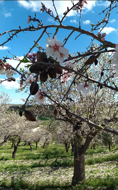 Fioritura dei mandorli in val di Noto Boniviri