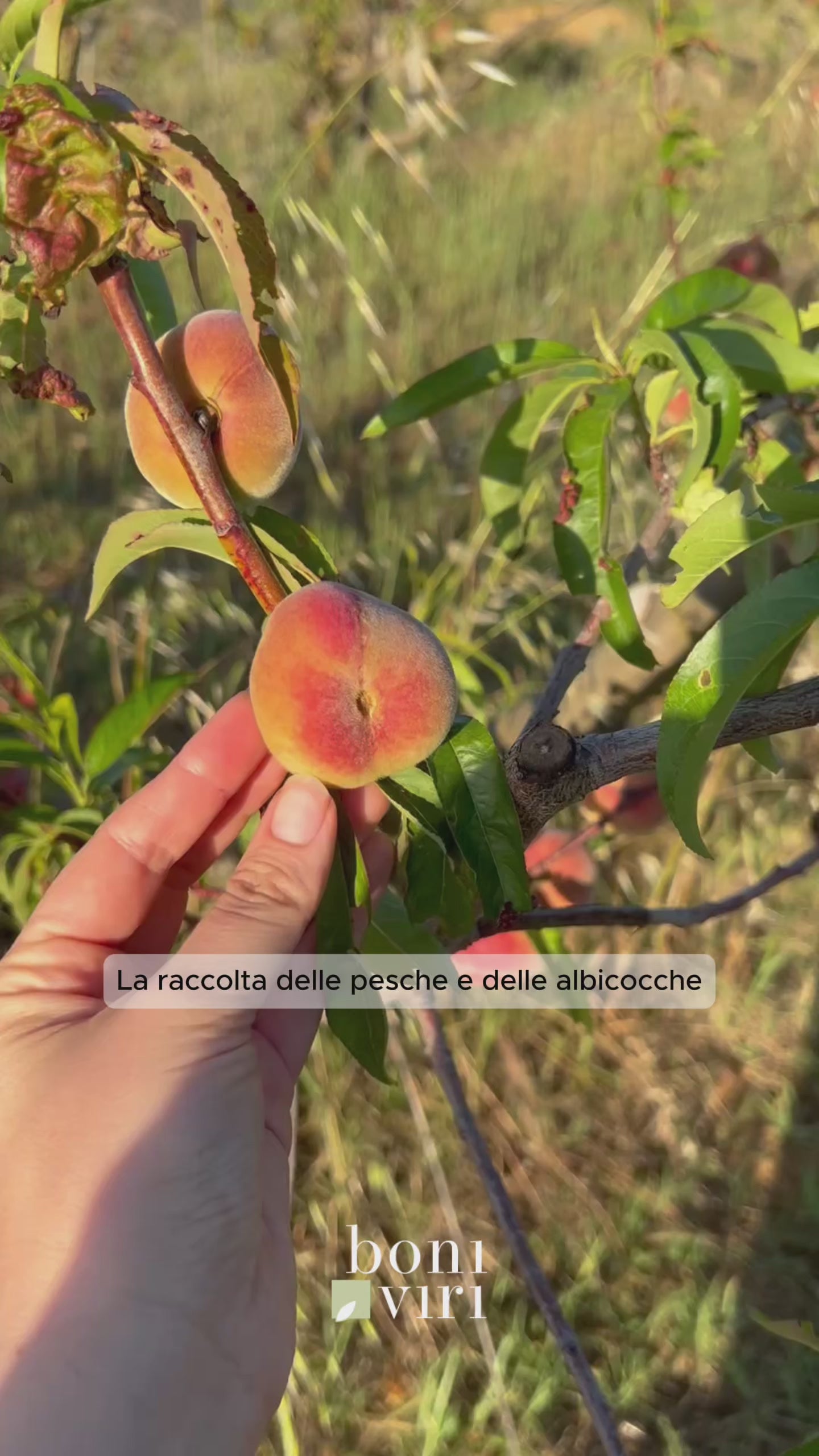 Confettura extra biologica di pesca varietà Tabacchiera